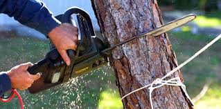 Reliable Central Point, OR Tree Services Solutions