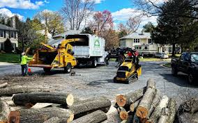 Best Root Management and Removal  in Central Point, OR