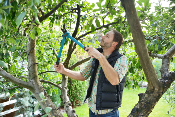 How Our Tree Care Process Works  in  Central Point, OR